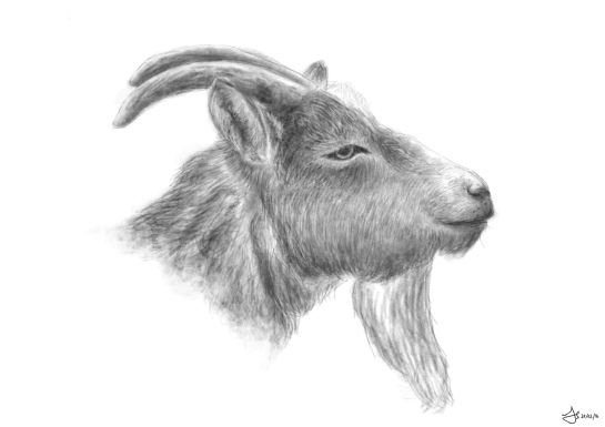 pygymy-goat